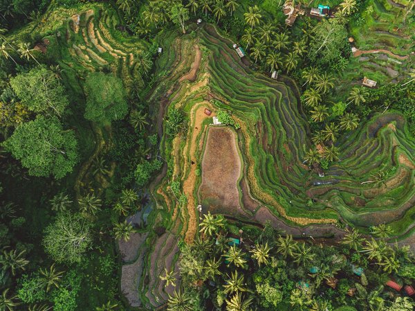 Où apprendre l'art de la sculpture sur bois à Bali, Indonésie : ateliers et artisans ?